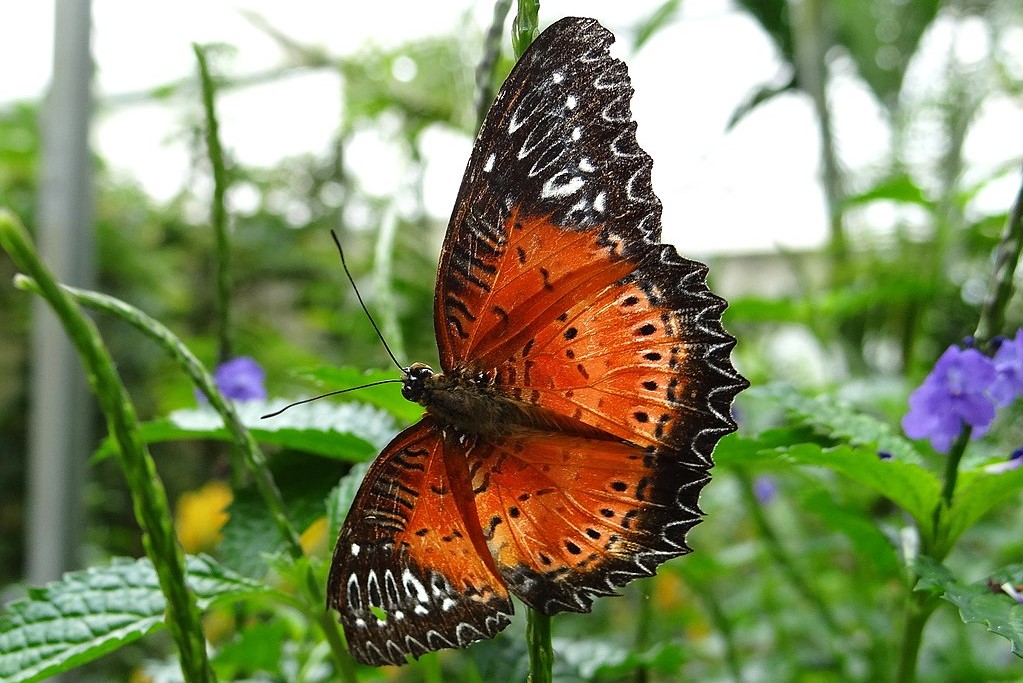Butterfly-Farm-Cameron-Highlands