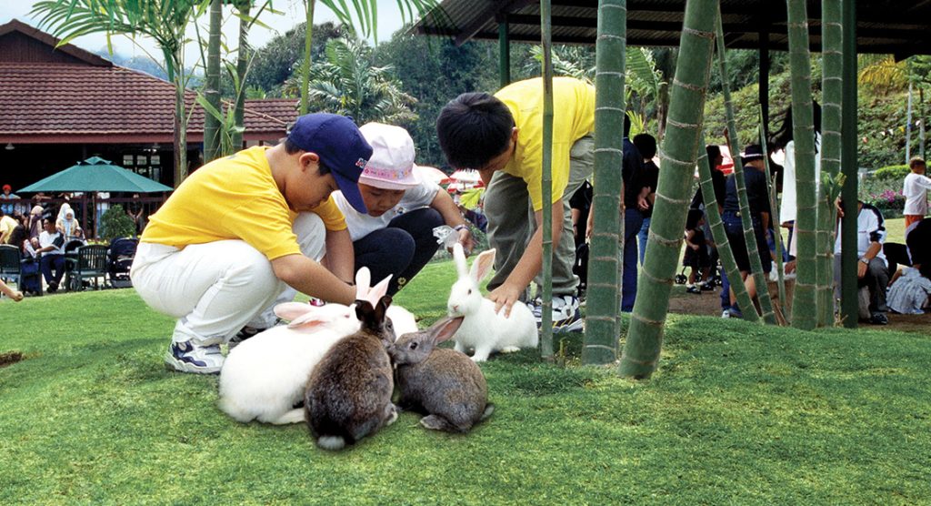 Rabbit-Park-Feeding-Time
