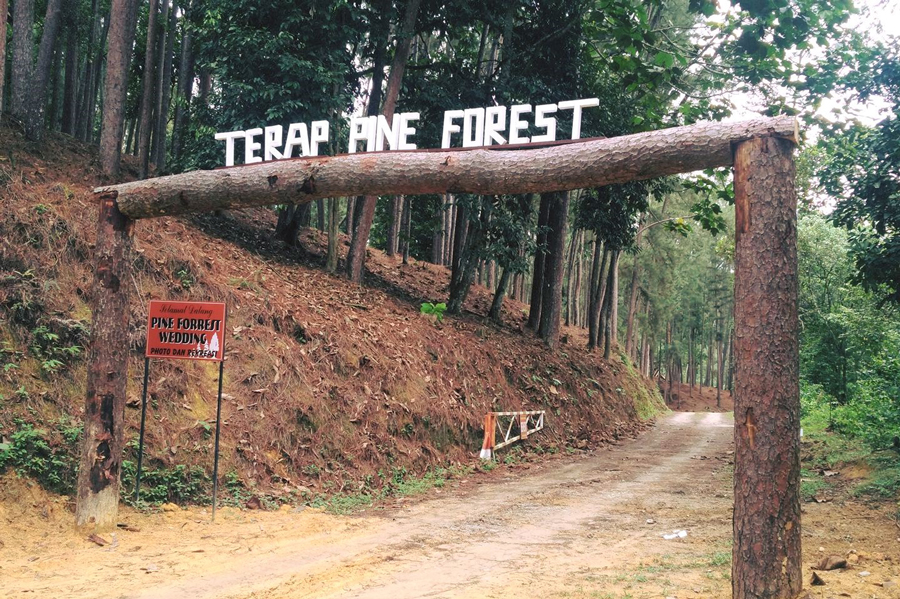 Terap Pine Forest