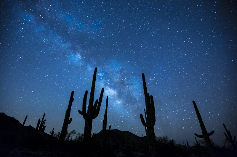 Sonoran Desert Night Life