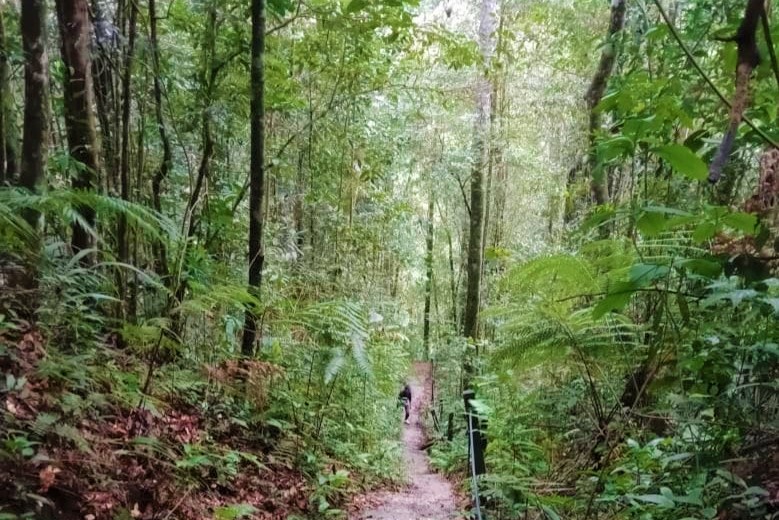 Pine-Tree-Trail-fraser-hill-Malaysia