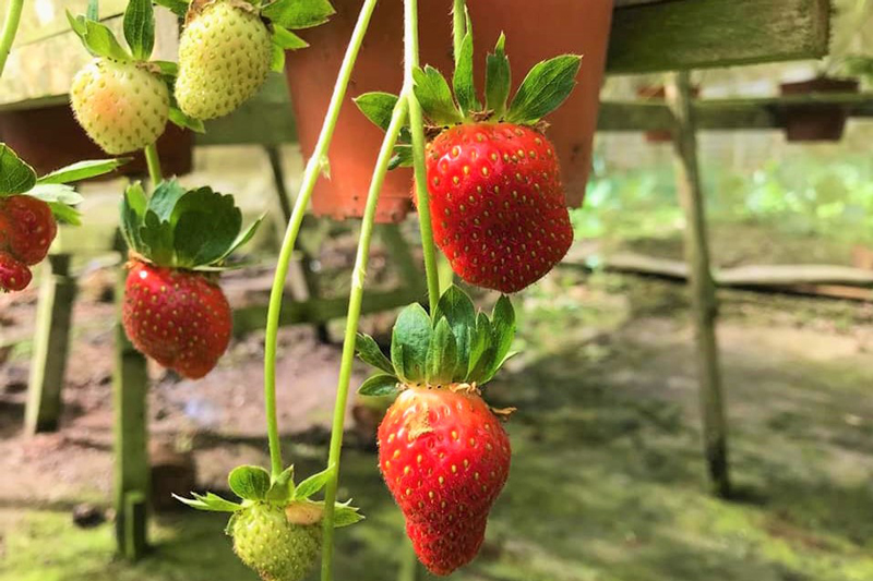 Strawberry-Farm-and-Cafe