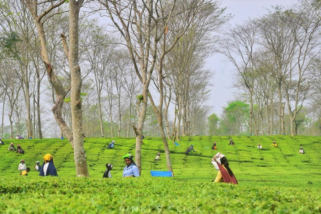 Happy-Valley-Tea-Estate