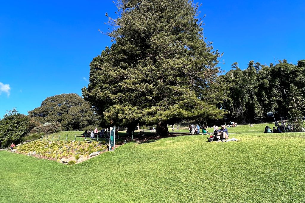 Sydney-Botanic-Gardens