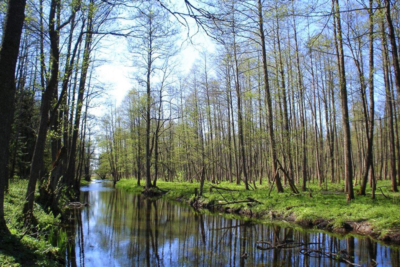 bialowieza-forest