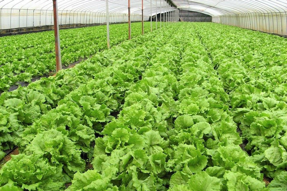 Hatiku-Organic-Farm