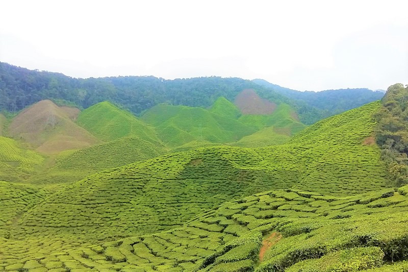 Cameron-Bharat-Tea-Estate