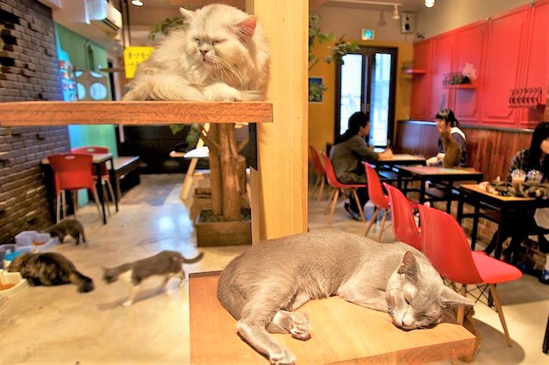 Cat-Cafe-Nyankoto
