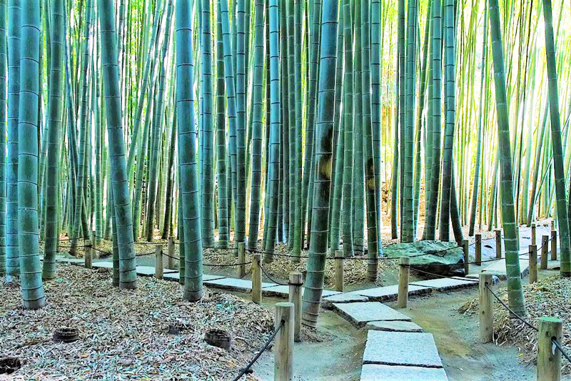 Kamakura-hokokuji-bamboo-forest