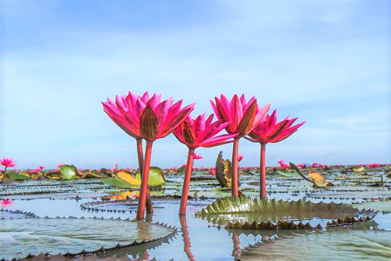 Thale-Noi-Waterbird-Park