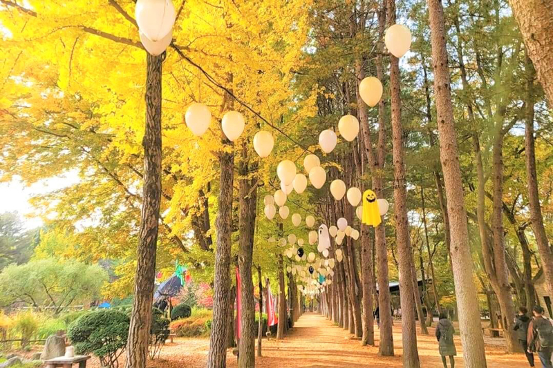 Central-Korean-Pine-Tree-Lane