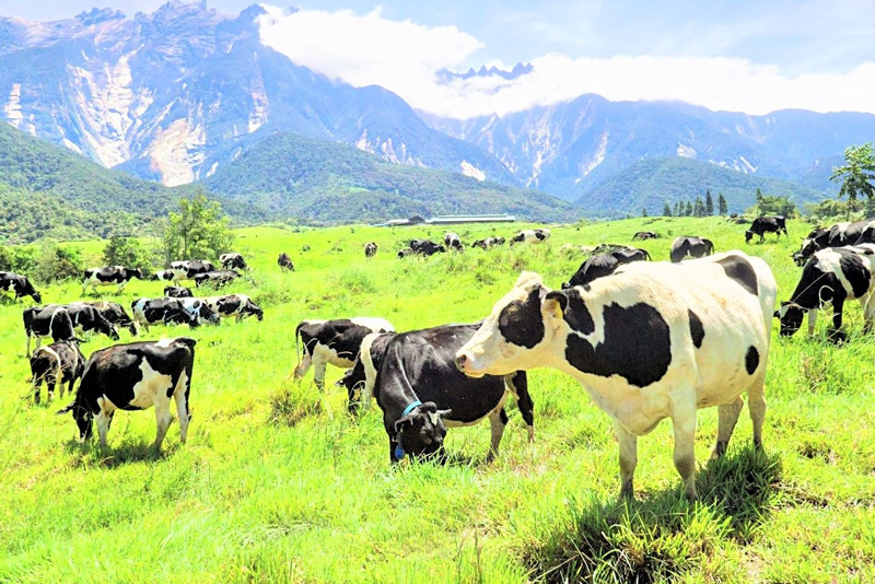 Desa-cattle-Dairy-farm