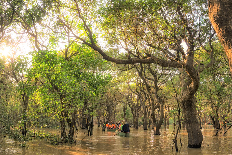 Kawa-mangrove