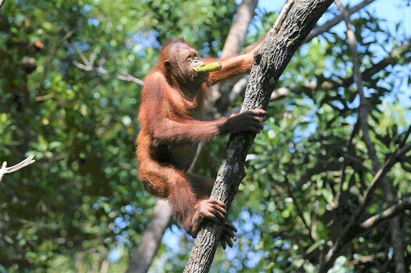 Shangri-Las-Orangutan-Care-Project