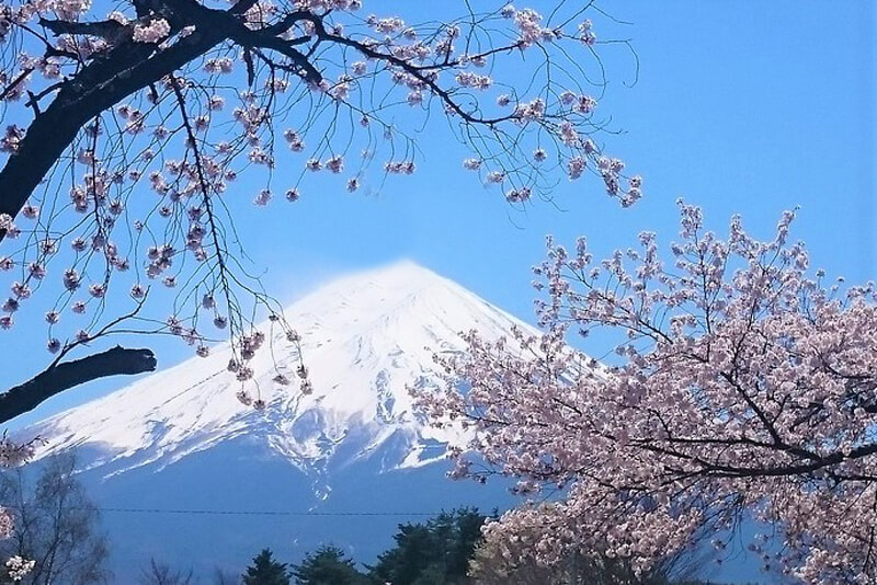 Cherry-Blossoms-near-Mount-Fuji