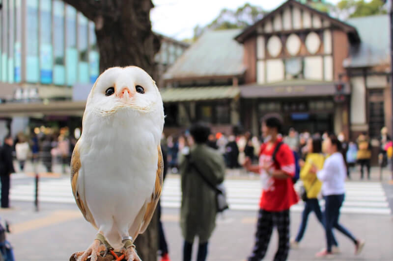 Owl-Village-Cafe-Harajuku