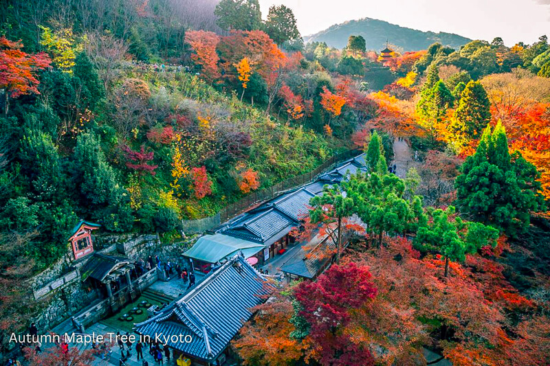 Autumn Maple Tree in Kyoto
