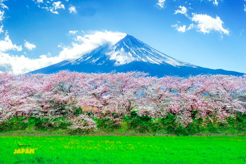 Best Time to Travel to Japan in Spring a mountain with trees and grass with Mount Fuji view