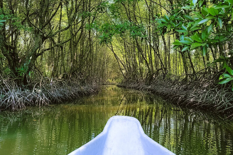 Can Gio Mangrove Forest