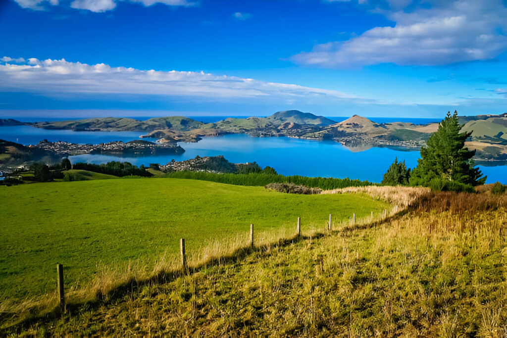 Rolling grassland in Dunedin, New Zealand, under a clear blue sky, with hills in the distance and scattered trees