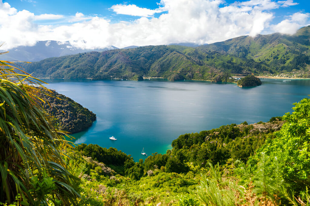 A breathtaking view of Queen Charlotte Sound in Marlborough, featuring calm blue waters surrounded by lush green hills and forested coastline under a clear sky