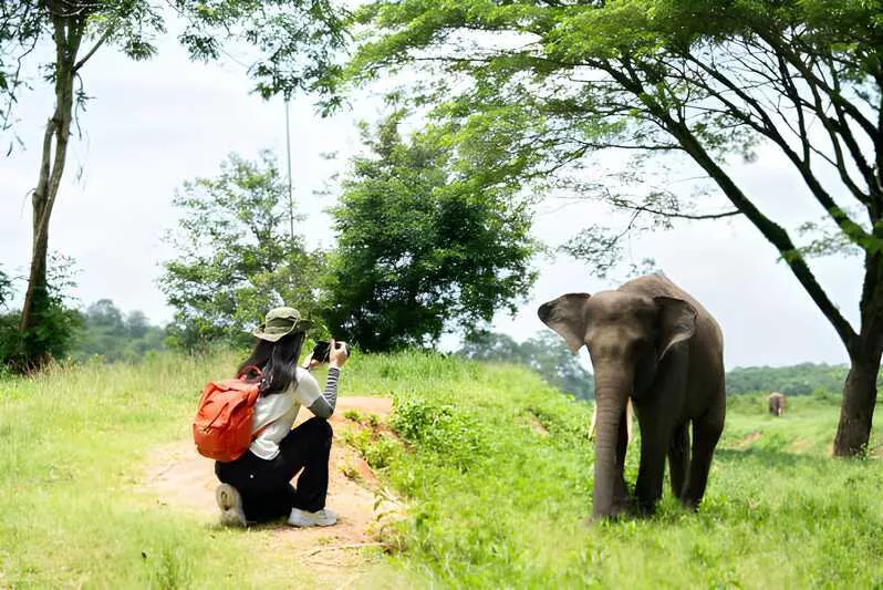 Phuket Travel Tips: A Complete Guide for First-Time Visitors 9 Woman photographing elephant in nature