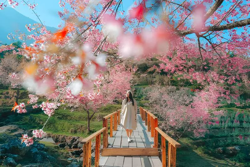 Chiang Mai Travel Guide 2025: The Cultural Heart and Northern Gateway of Thailand 2 When to Visit Chiang Mai