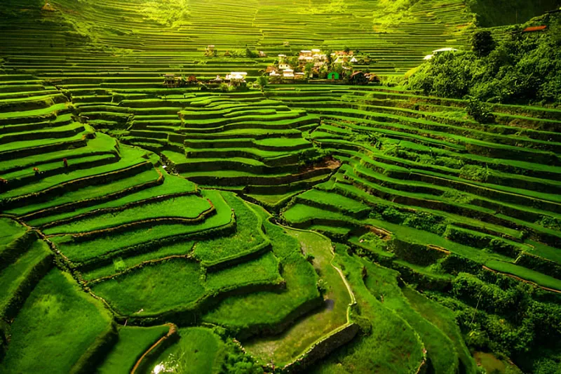 Banaue-Rice-Terrace