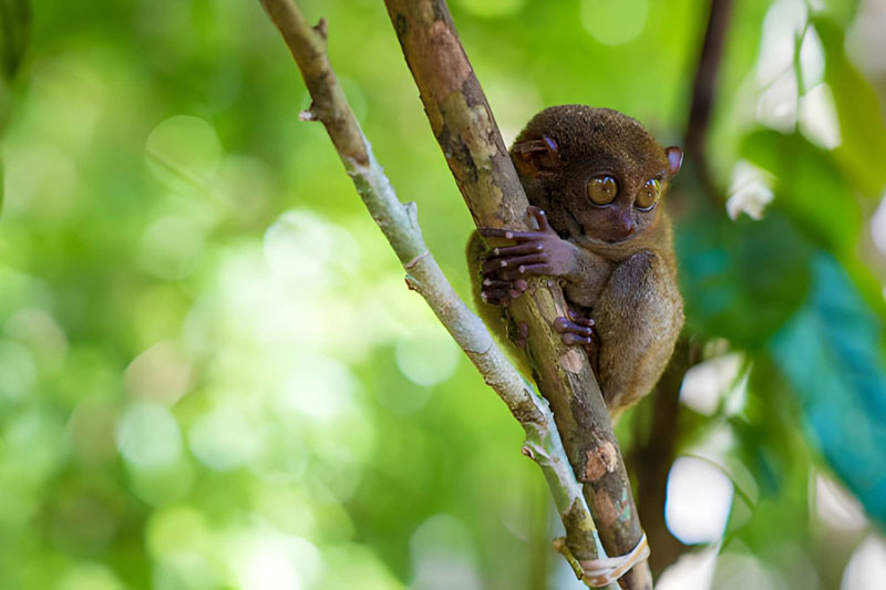 Tarsier-Wildlife-Sanctuary